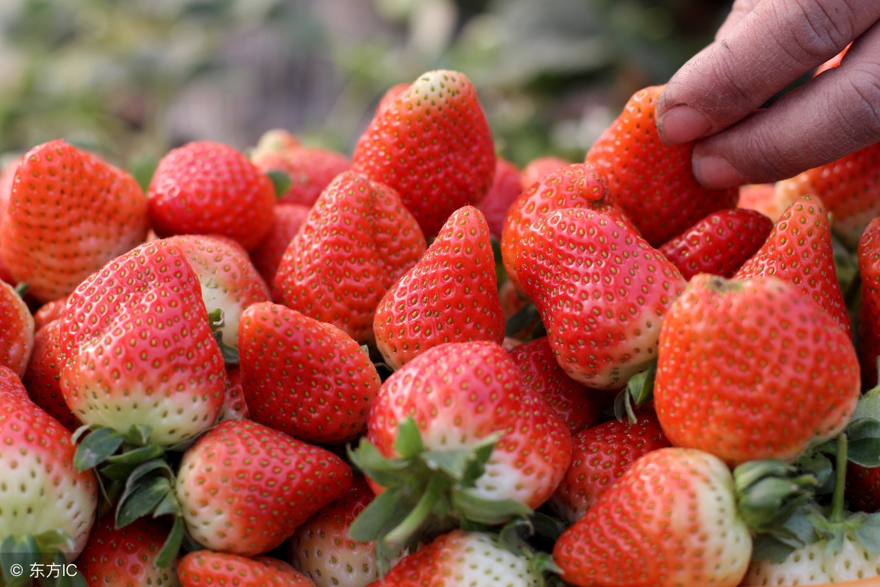 平度草莓价格行情最新,龙口草莓批发价格行情