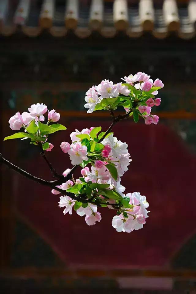 100种常年开花的植物,适合在家一年四季开花的植物