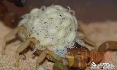 为蒙冤千年的蝎子平反