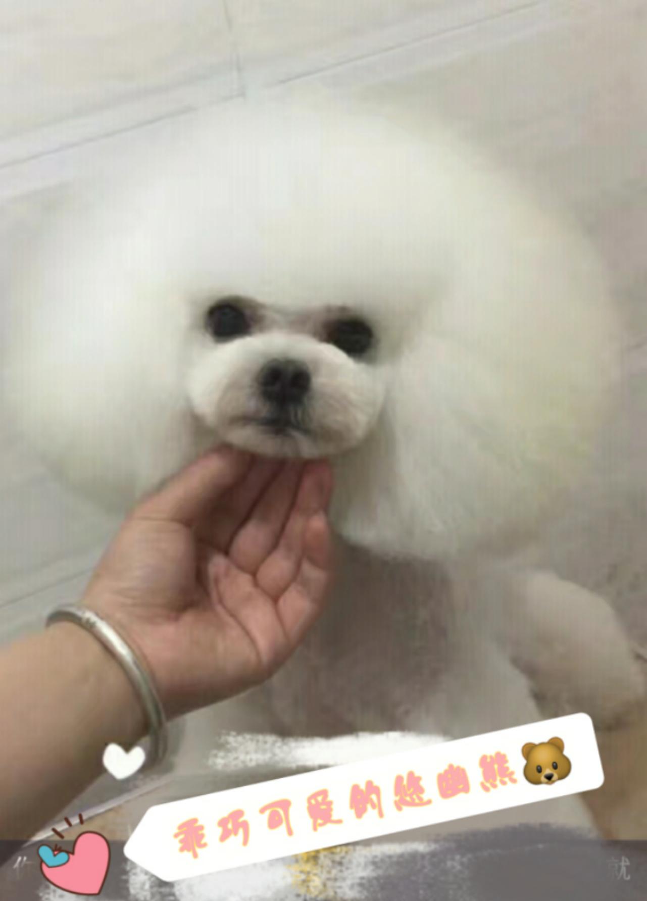 在网上买狗靠不靠谱,网上买狗到底有多坑