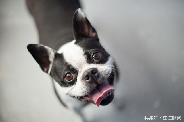 每日一狗二哈最新视频,每日一狗二哈全集