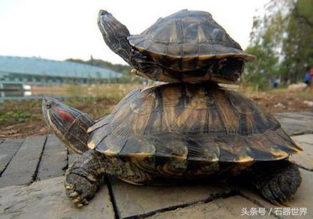 如何养乌龟小常识巴西龟,养乌龟技巧巴西龟能长多大