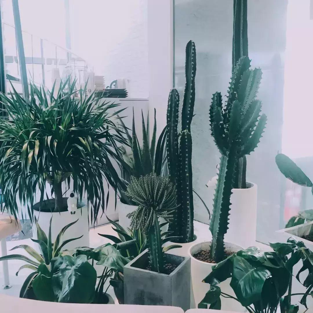 还在星爸爸%arabica排队?魔都还有这些超嗲主题咖啡馆等你拔草