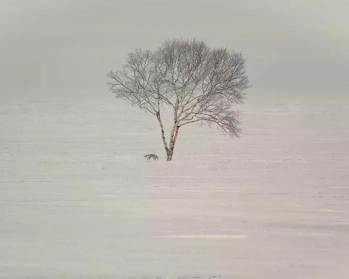 2018年全球华人摄影十杰,中国第18届国际摄影展入围作品