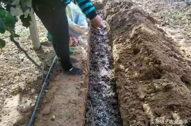 如何养好葡萄树苗,如何养好葡萄的根