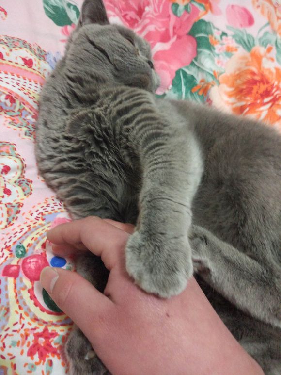 确诊猫传腹最佳方法,蓝猫知道要绝育对主人大喊大叫