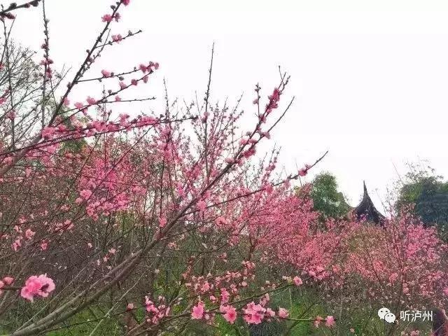 泸州春日赏花好去处,花开似海请收好泸州这份赏花秘籍