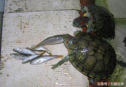 如何养乌龟小常识巴西龟,养乌龟技巧巴西龟能长多大