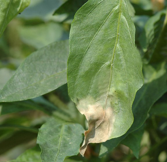 危害辣椒的主要病害有哪些,辣椒四大病害