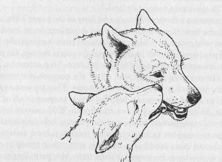 掌握狗的语言交流