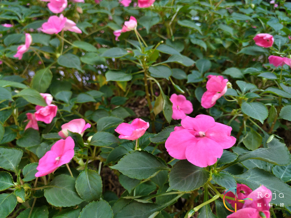 努比亚z11mini多少钱,努比亚z11mini