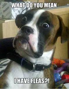 猫咪最容易得的十大疾病,猫咪常见十大疾病