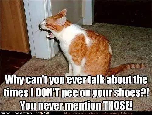 猫咪最容易得的十大疾病,猫咪常见十大疾病