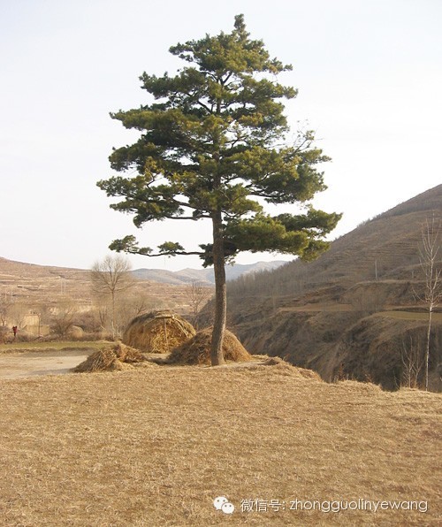 古树名木摄影作品欣赏,美丽中国评选大赛