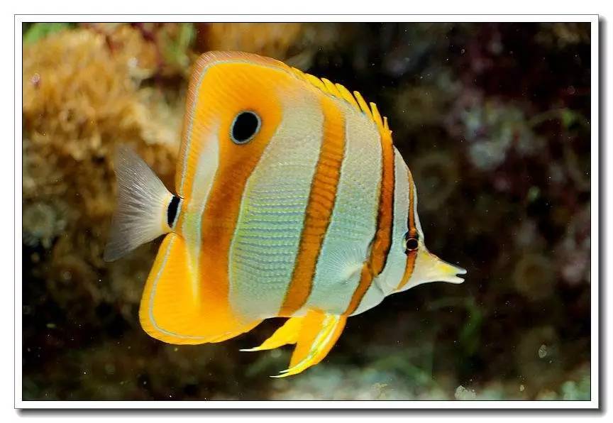 海水养殖鱼类疾病与防治手册内容,海水观赏鱼养殖技术书籍