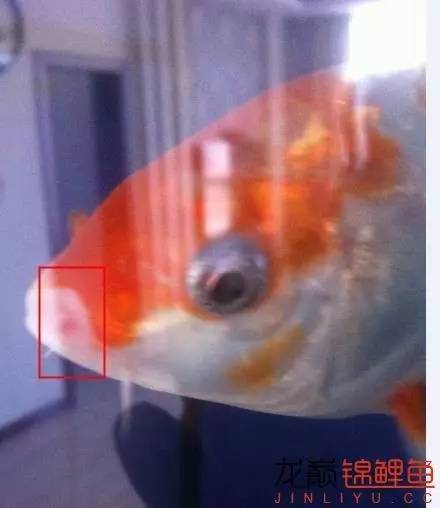 锦鲤烂嘴烂尾用什么药,锦鲤烂嘴可以用高锰酸钾