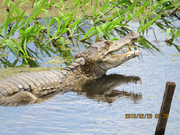 去巴西阿根廷秘鲁智利四国游,巴西阿根廷智利秘鲁地图