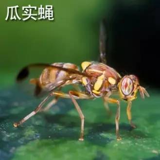 会存在小白虫的水果都有哪些,什么水果里面有小白虫