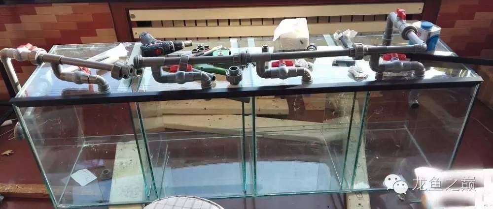 超级白，超会做，这才叫养鱼！