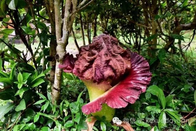 西双版纳热带雨林最有特色的树木,版纳原始森林雨林