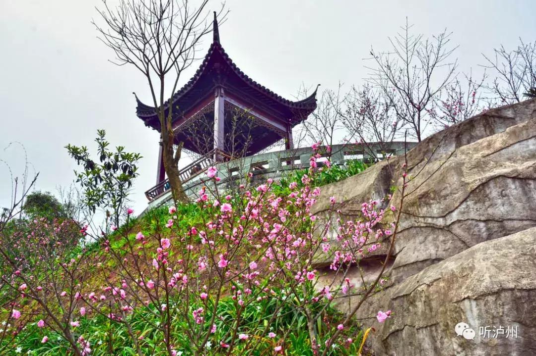 泸州春日赏花好去处,花开似海请收好泸州这份赏花秘籍