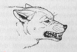 掌握狗的语言交流