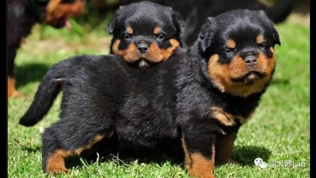 任劳任怨的工作犬,慢热谨慎的肌肉男——罗威纳犬