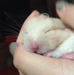 又可爱又会飞又很萌的小仓鼠,小仓鼠可爱的时候有多可爱