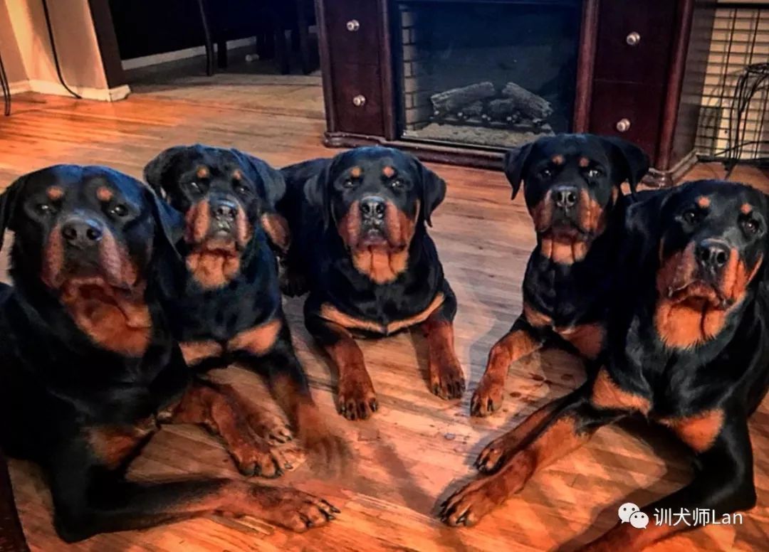 任劳任怨的工作犬,慢热谨慎的肌肉男——罗威纳犬