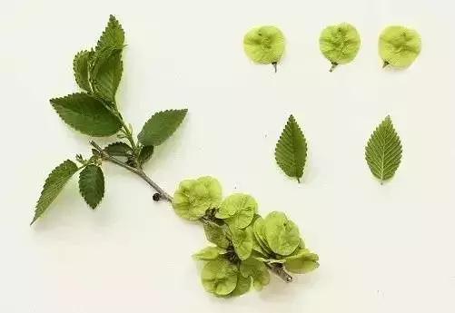 榆树朴树榉树的区分,朴树和榉树是不是都是榆科