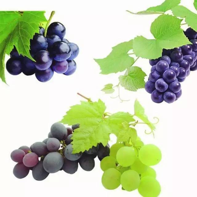 瓜果蔬菜简笔画大全最简单漂亮,儿童简笔画水果5-7岁简单入门