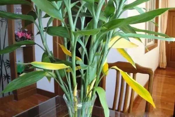 富贵竹黄叶的养殖方法,富贵竹黄叶了用什么方法养好