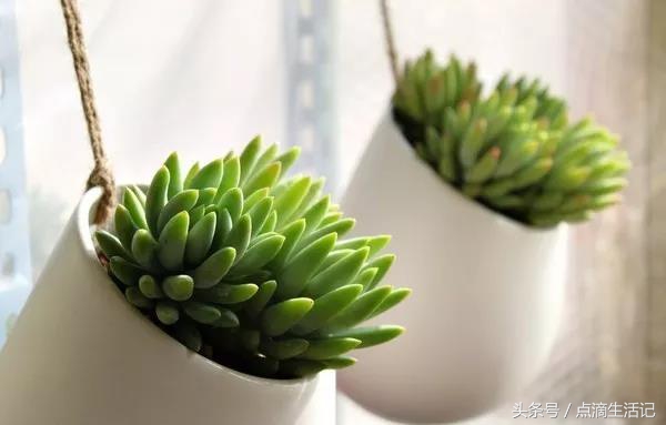 千佛手多肉的养殖方法和注意事项,千佛手多肉用什么盆