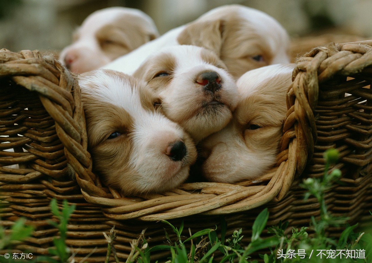 如何给狗狗保暖,如何给狗狗滴眼药水