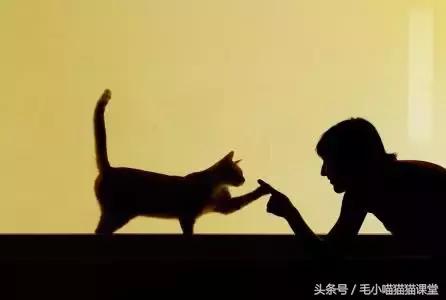 女子花巨资救助猫,女主人尿毒症捐肾