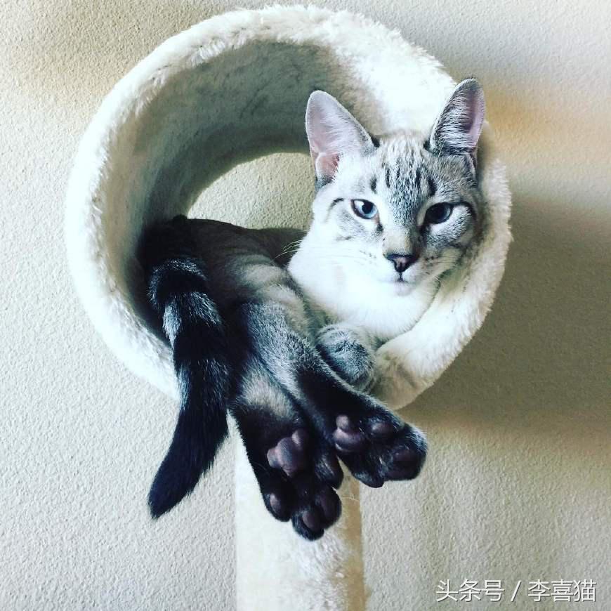 喵星人可是一个很神奇的物种,喵星人真的是一种神奇的物种