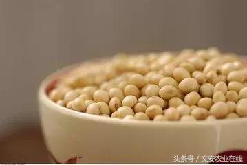 大豆是如何销售的,卖大豆需要什么条件