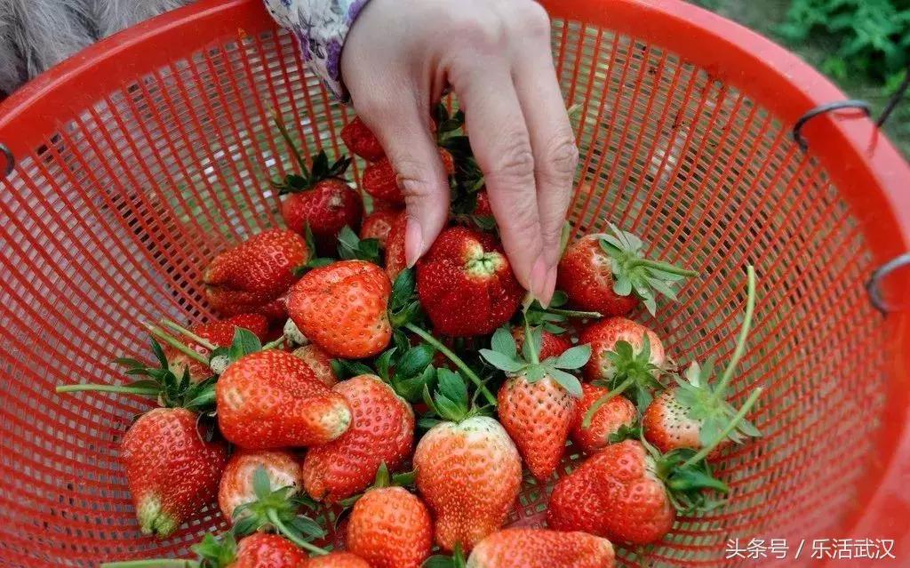 武汉春游两日游攻略大全,武汉春游适合去哪里玩