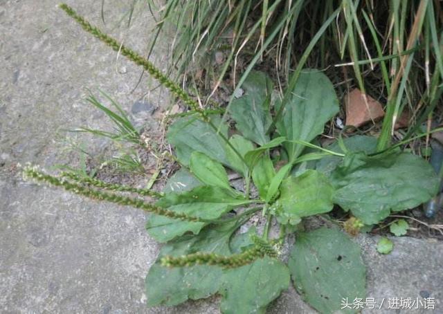 现在的季节有哪些野菜可以吃,又到了吃野菜的季节你认识野菜不