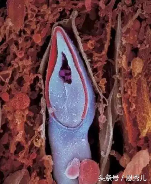 摄影大师花费10年,用镜头记录精子与卵子结合并发育成长的过程!