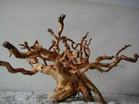 杜鹃根水草缸图片和视频,杜鹃根造景需要素材在哪里