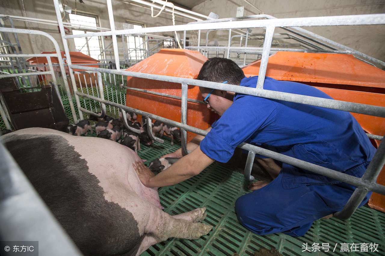 母猪子宫炎是什么意思,母猪子宫炎反复不好还高热