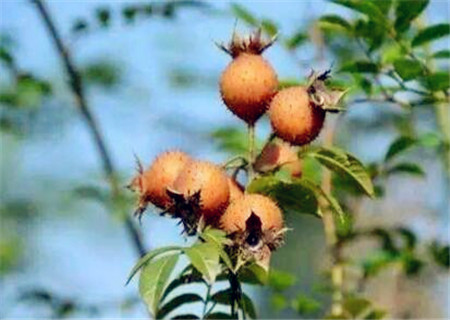 野生刺梨根的价格,野生刺梨树价格表