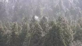 又到了花粉过敏的季节,为什么日本花粉症这么多