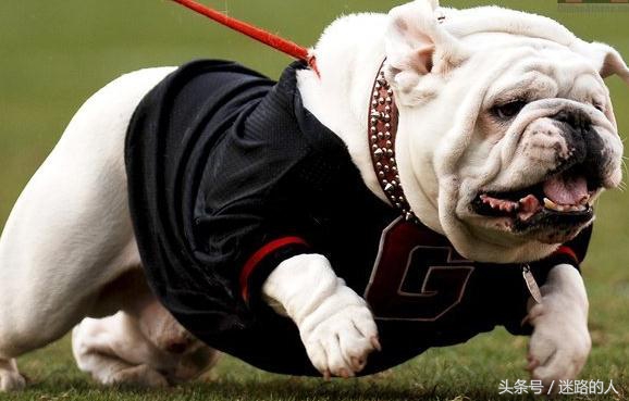 正宗的英国斗牛犬,人类的好朋友除了青蛙还有什么