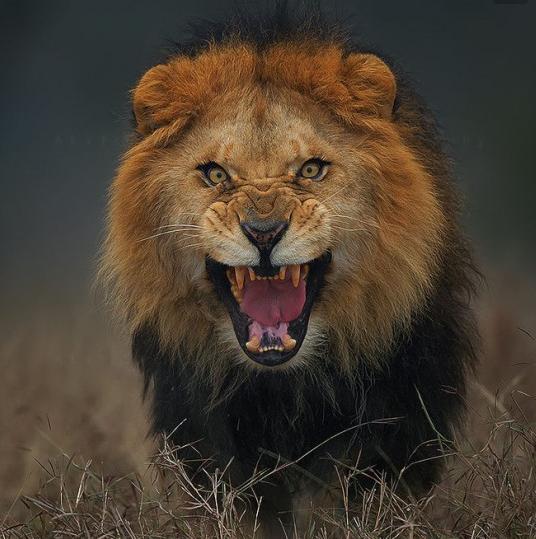 真正藏獒和狮子打架,狮子大战藏獒谁能赢