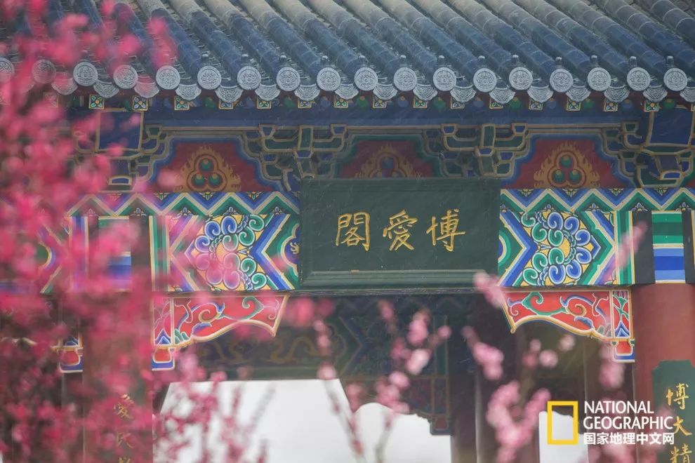 错过需再等一年！来南京看万株梅花海“淡粉宫妆”！