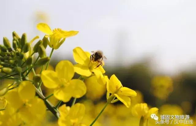 万物复苏春暖花开适合去玩的地方,花开的季节大家快来看风景