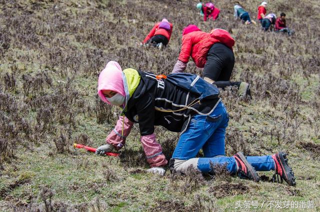 藏民采虫草视频,藏民挖虫草图片大全