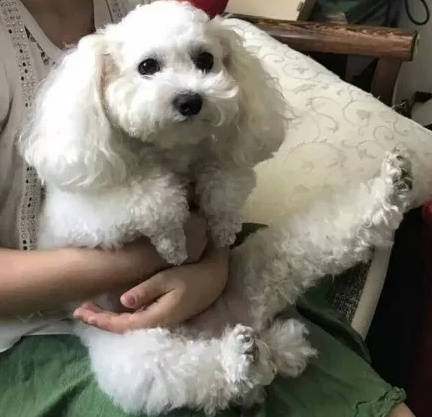 狗后腿被人摔骨折了,狗摔断腿去医院看病